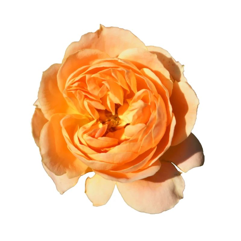 Rose isolée