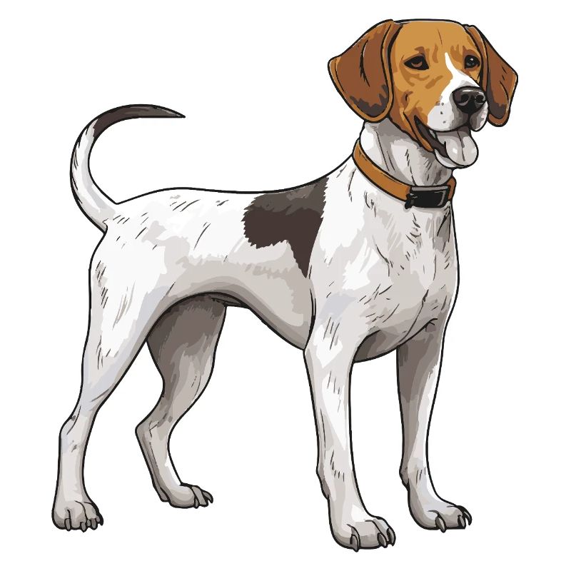 Chien Beagle