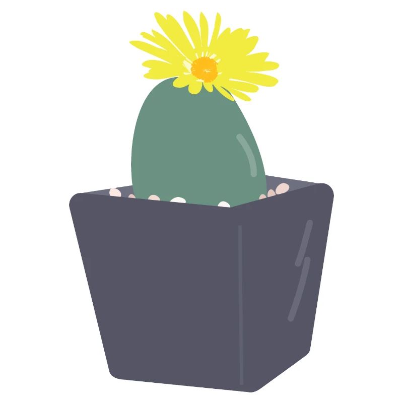 Fleurs de Lithops3