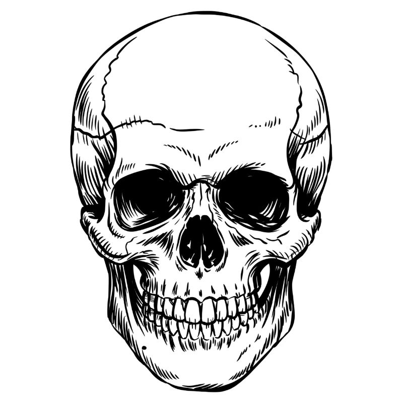 Skull
