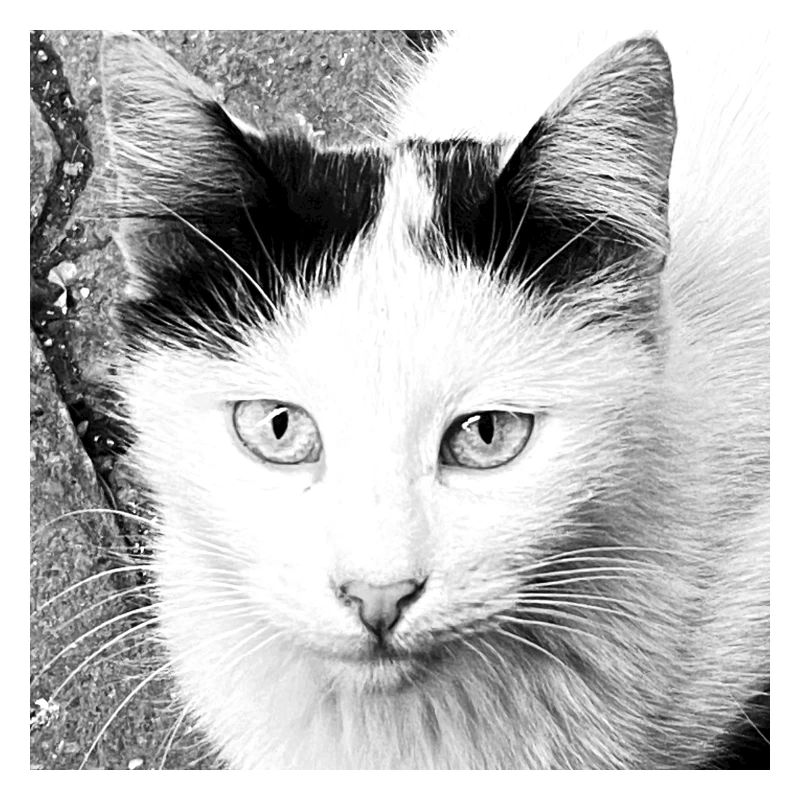 Chat mignon