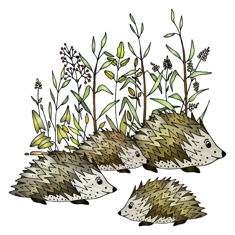 Hedgehogs