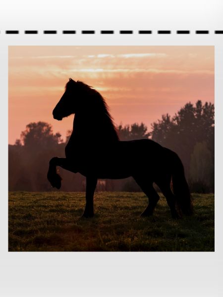 Friesian Morning