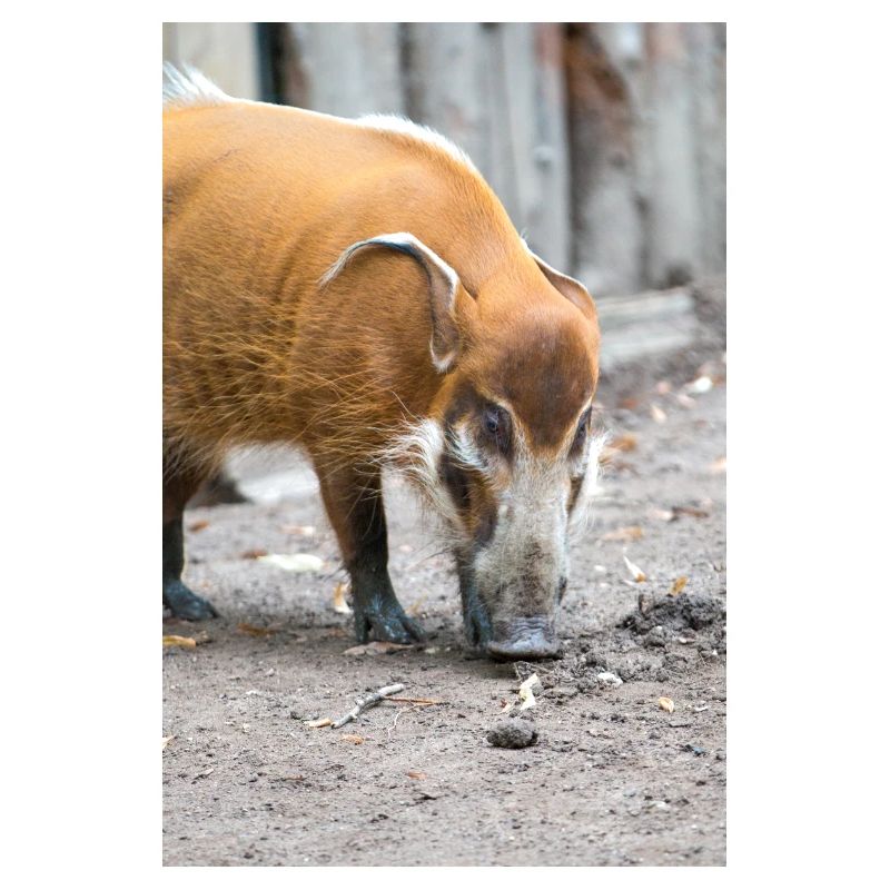 bush pig or red river hog