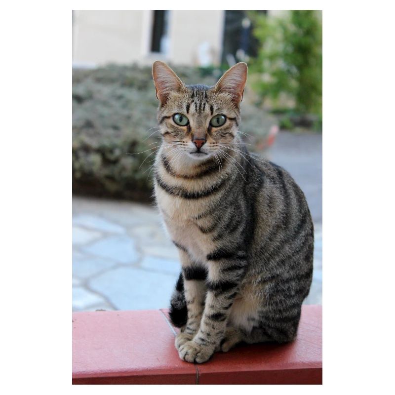 chat, chaton