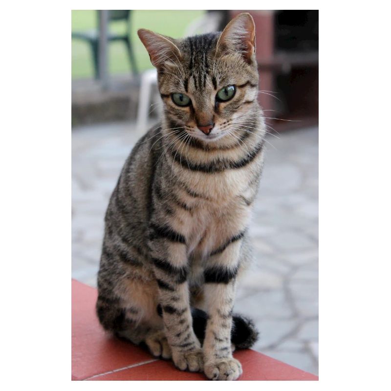 Katze, Kätzchen