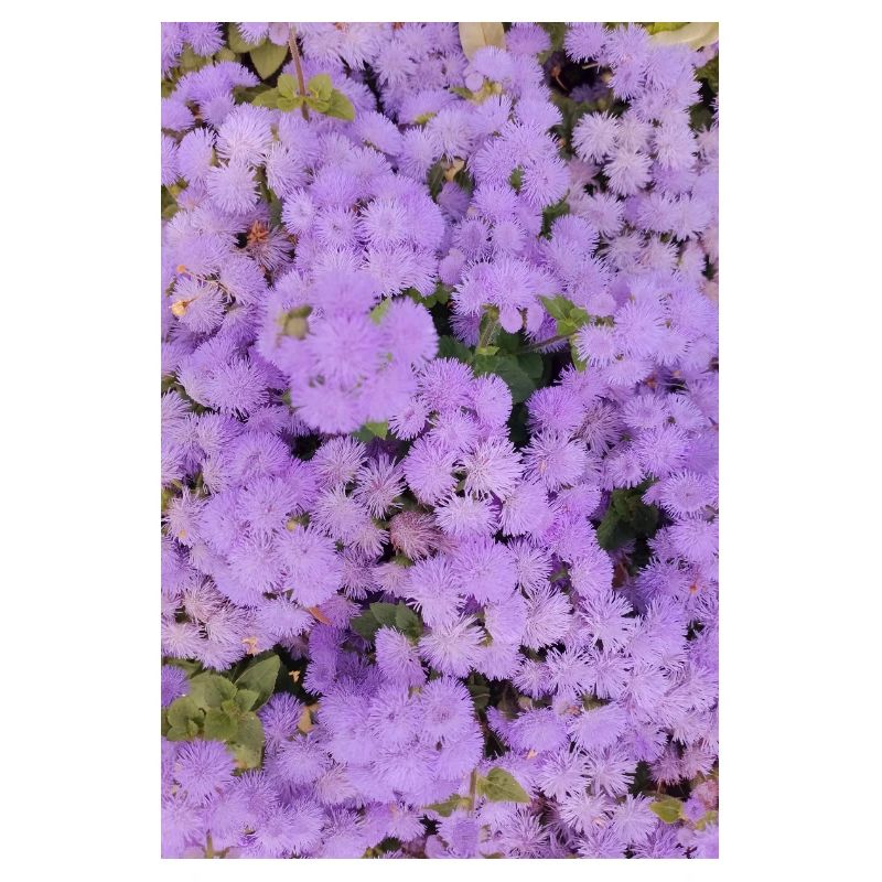 Mer duveteuse de fleurs de pompons
