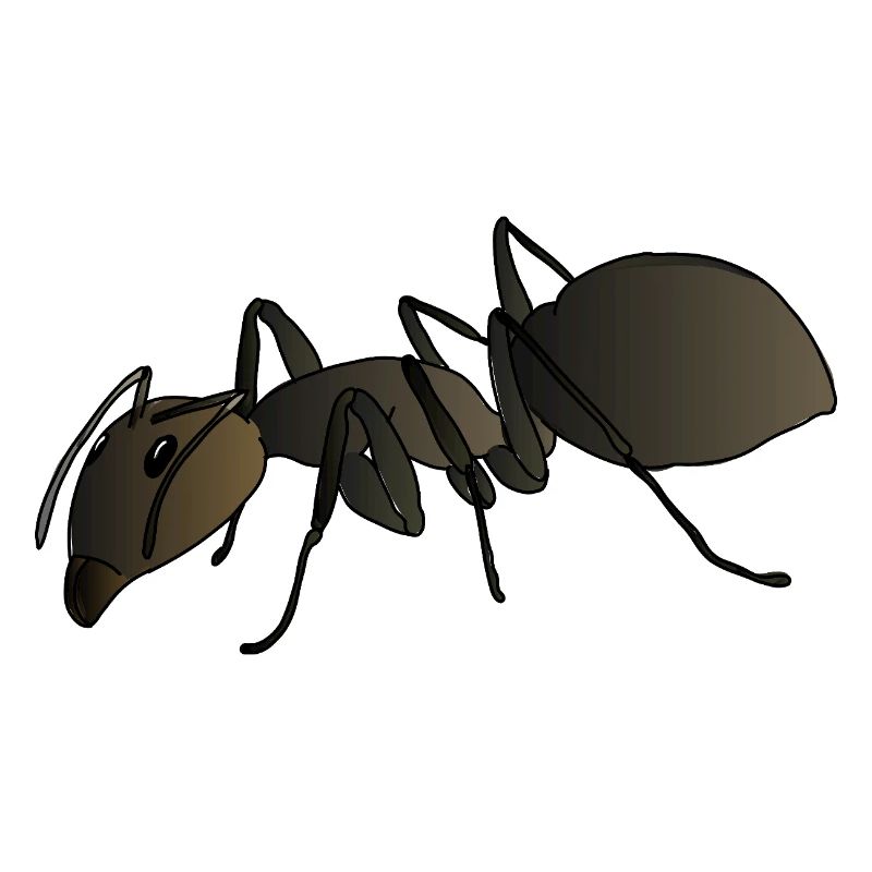 Ant