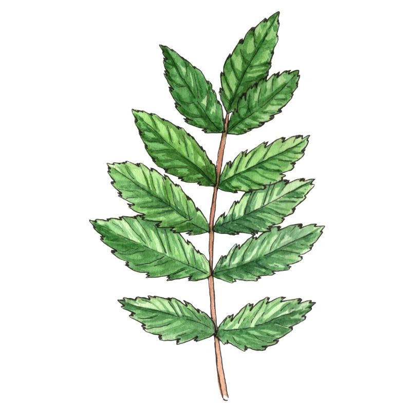 Leaf of an ash