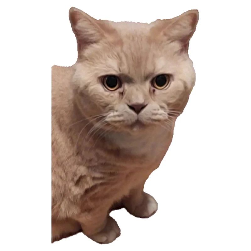 British Shorthair Chat Chats