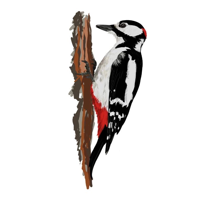 Woodpecker
