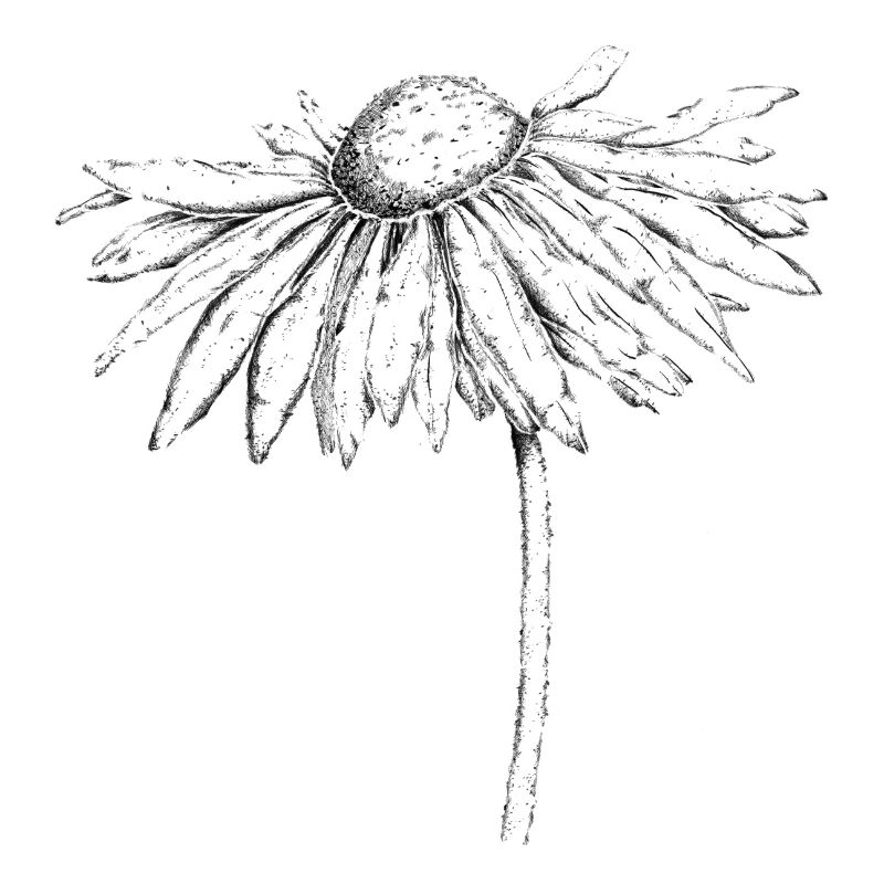 Fleur aérée