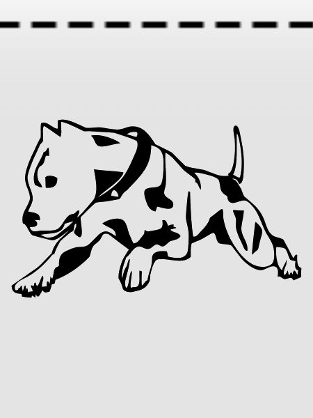 Pit Bull