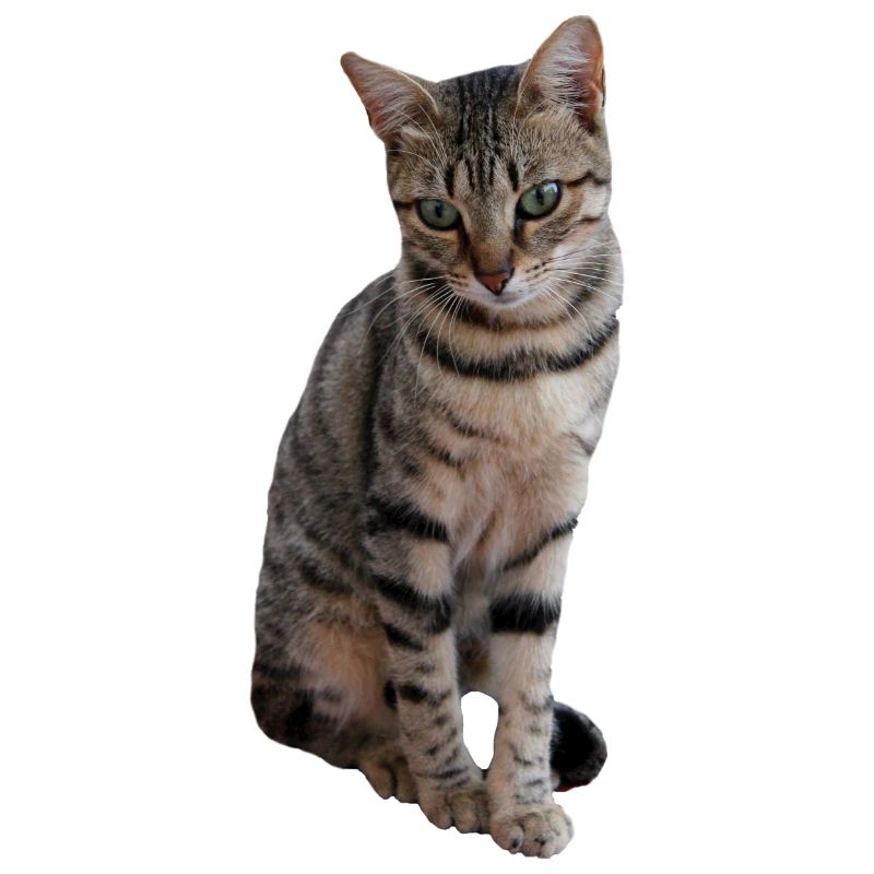 chat, chaton