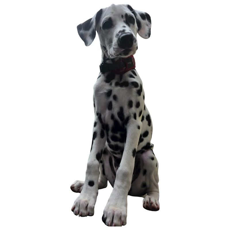 Dalmatian Puppy Pattern Contrast