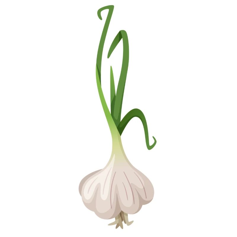Garlic plant