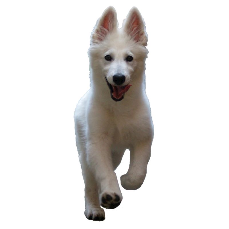Chiot