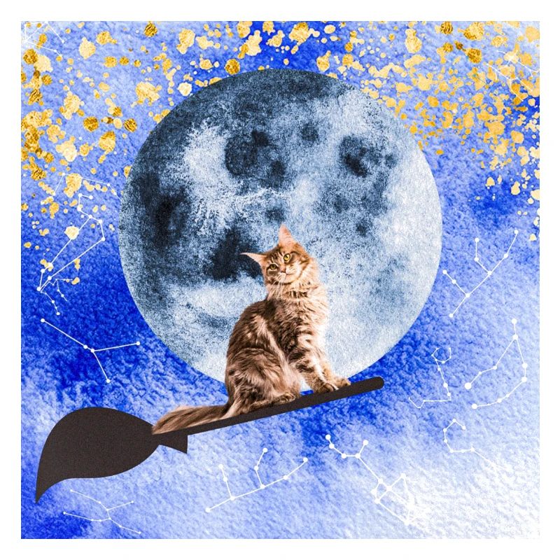Cat wizard