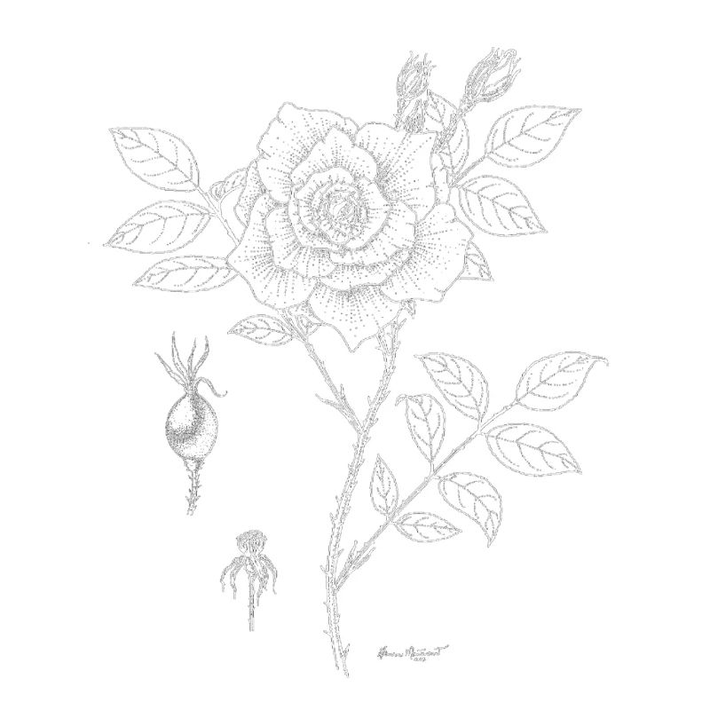 Rose Botanical Plate