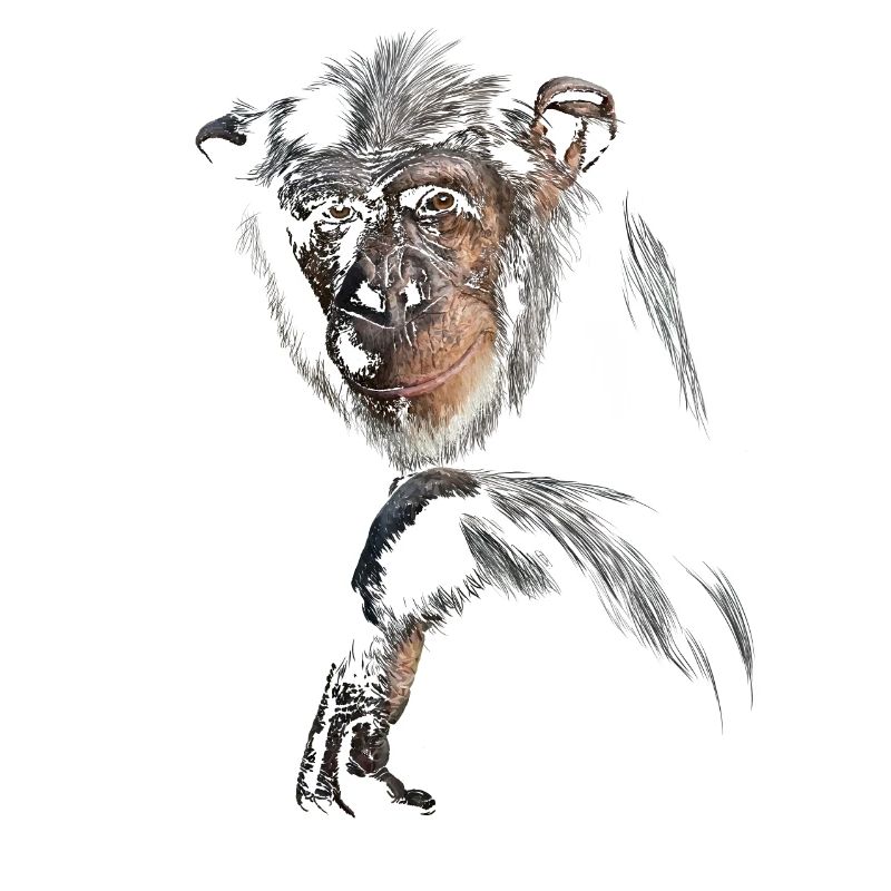 Chimpanzé