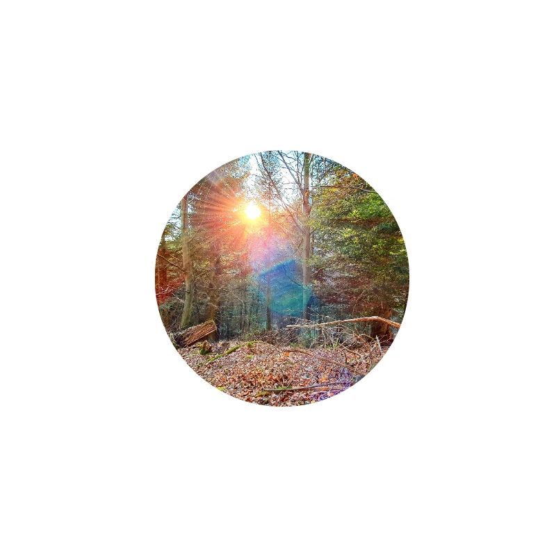 Lumière du soleil dans la forêt d’automne