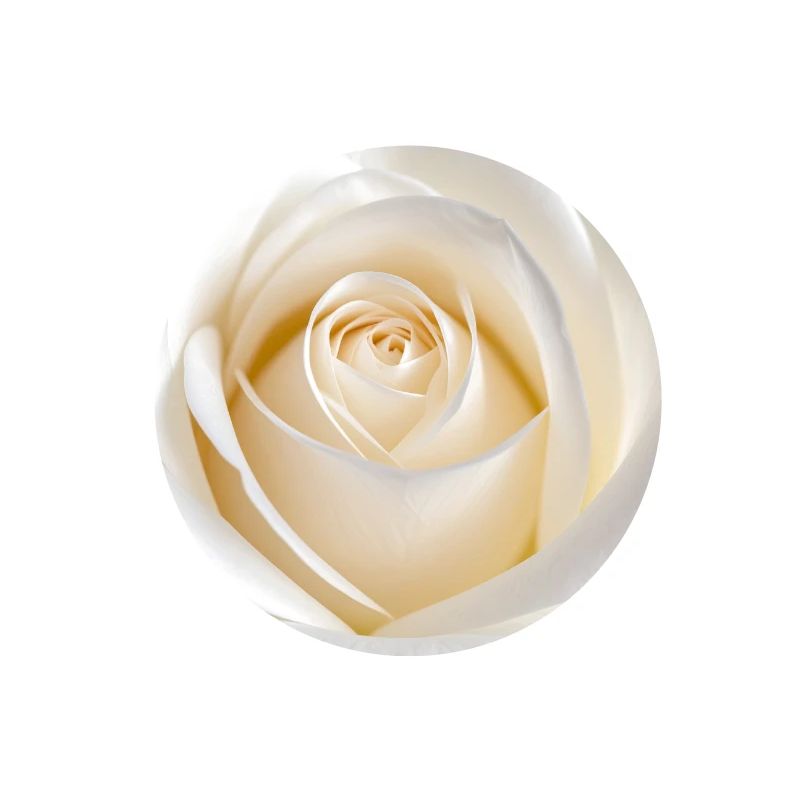 Rose Blanche Épurée pour Impression