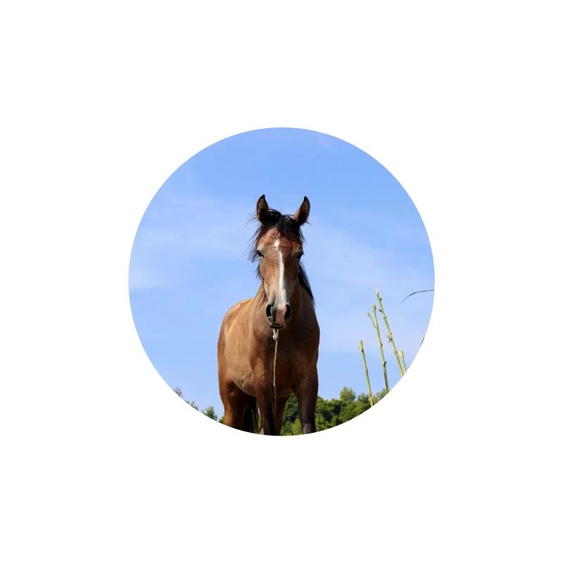Affiche Cheval Cheval