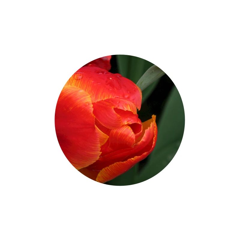 Fiery tulip freshness