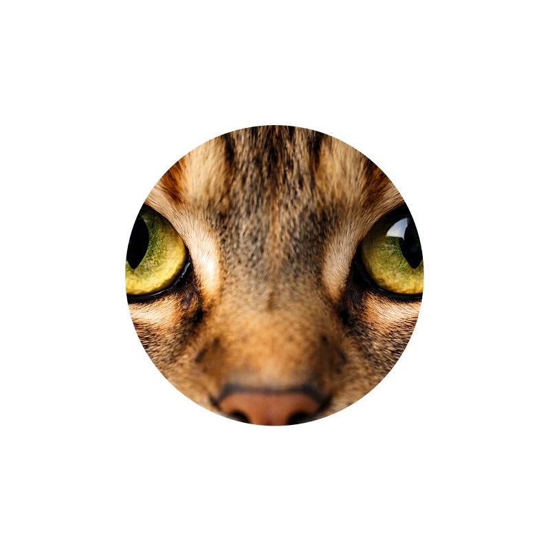 Œil de chat en gros plan