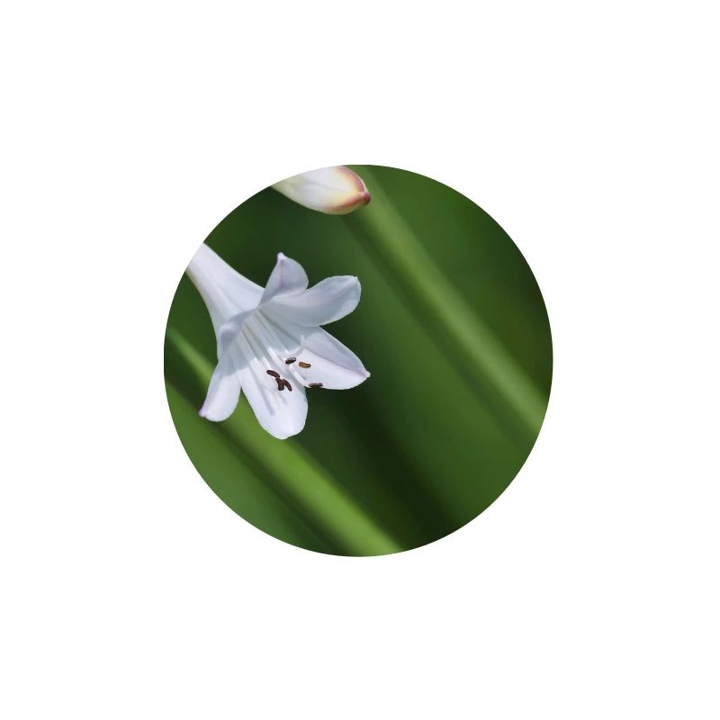 Macro de la fleur de lys blanc