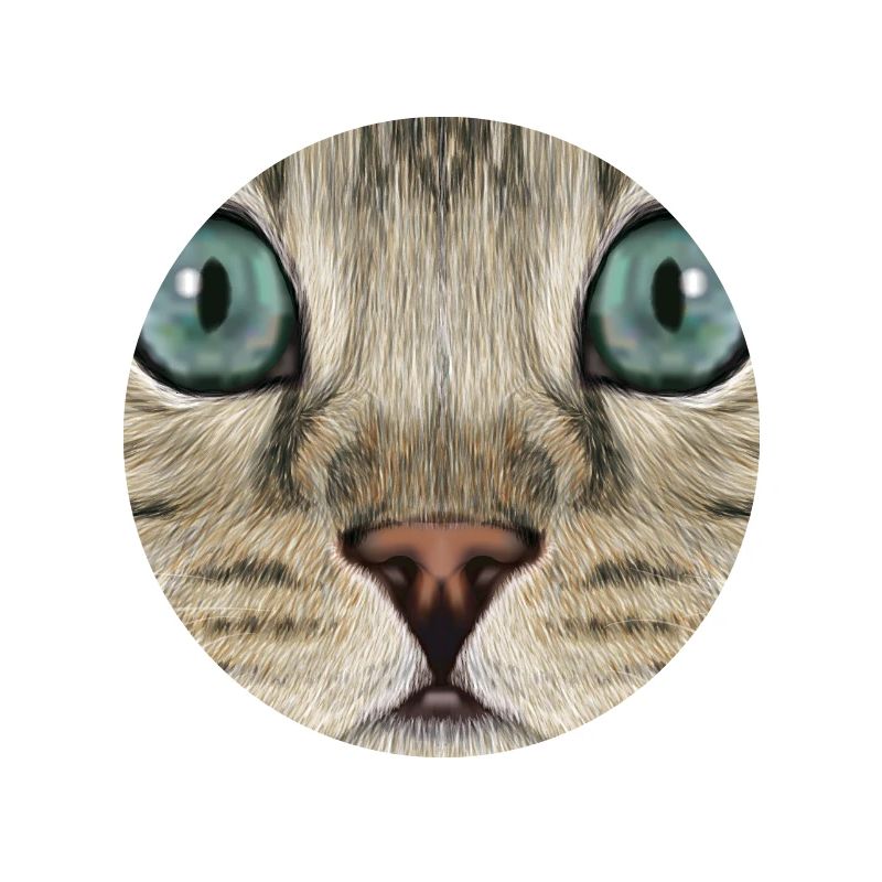 Chat léopard