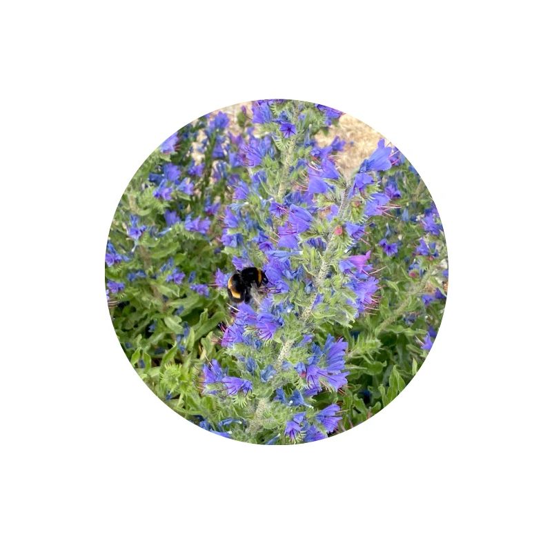 Lilac Blossoms Bee-Friendly Pattern