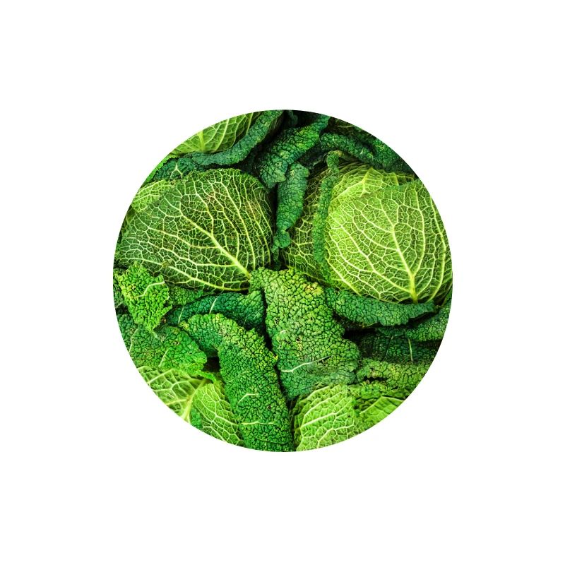 Cabbage Cabbage