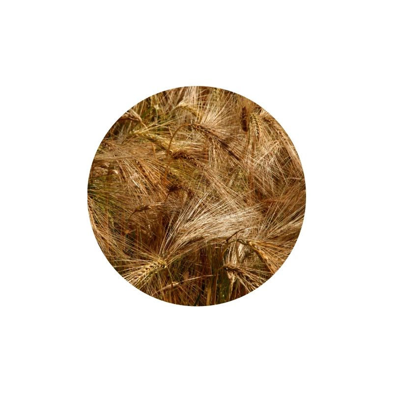 Golden wheat field nature pattern