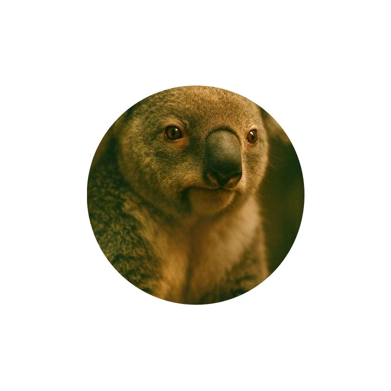 Animals - Koala