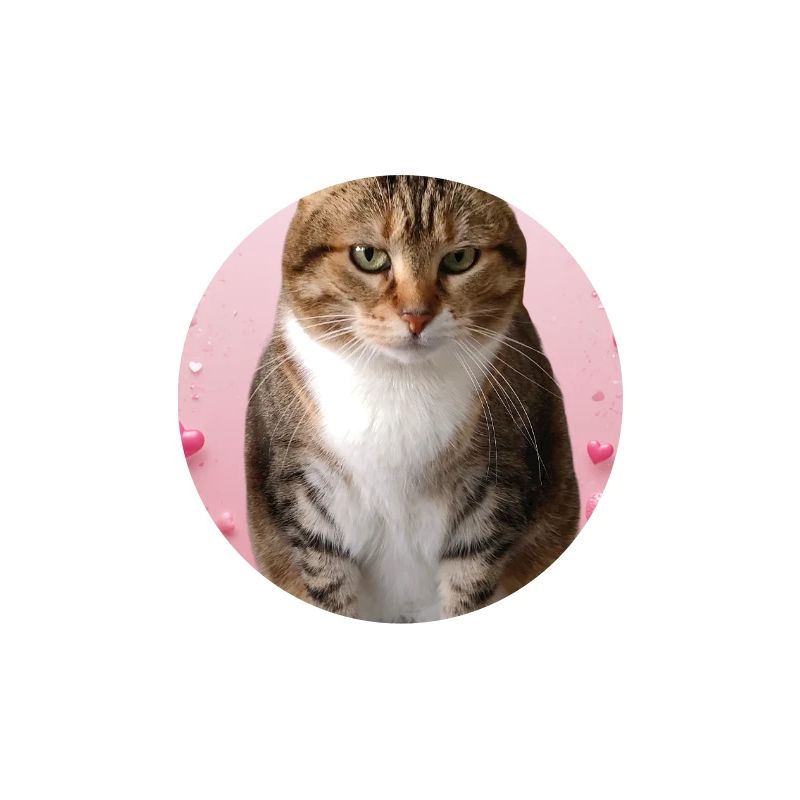 Missty chat avec des coeurs