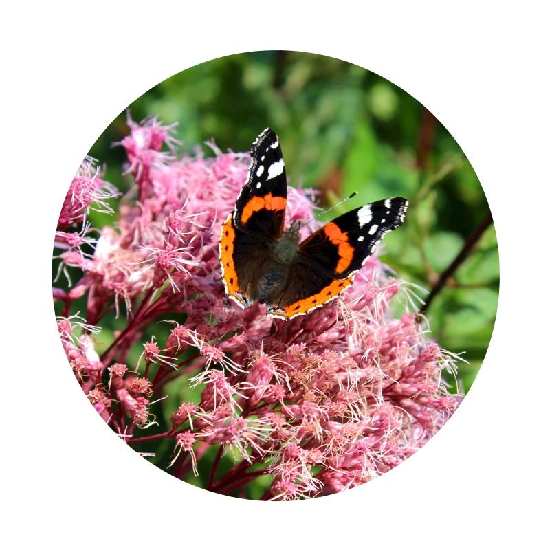 Schmetterlinge