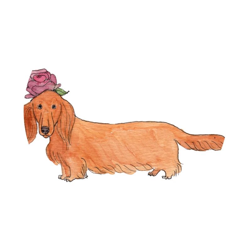 Teckel à fleur