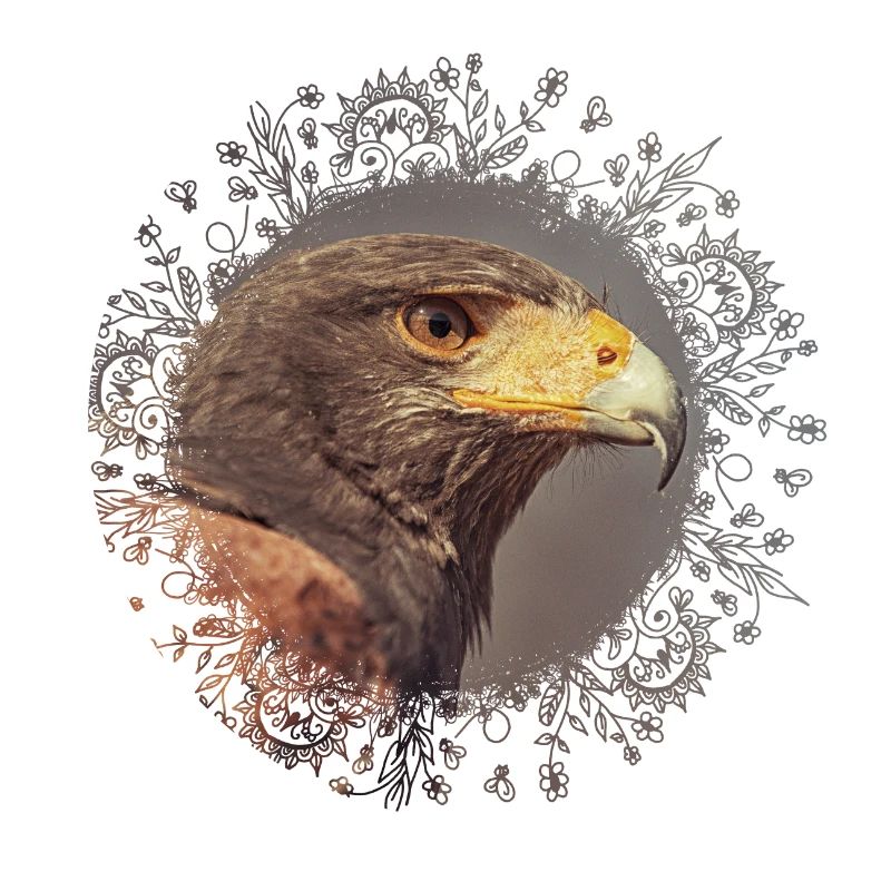 Harris Hawk Mandala