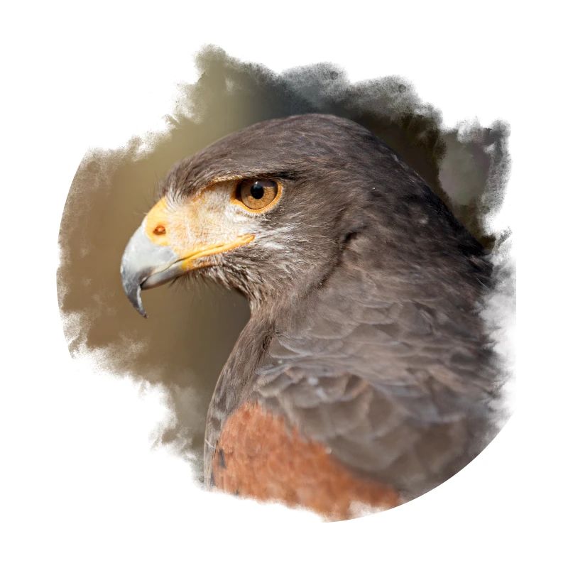 Harris Hawk Jerry
