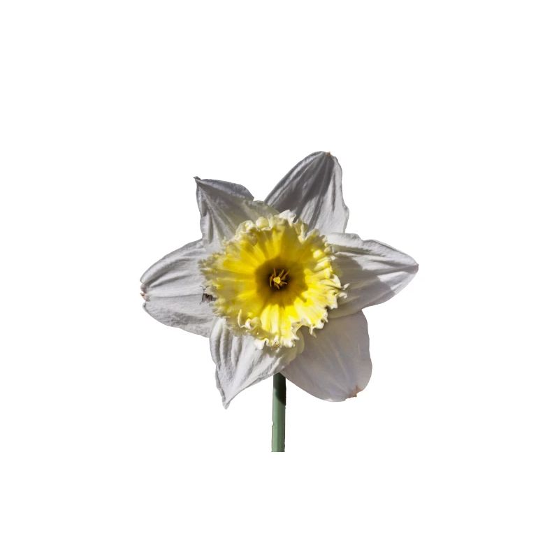 Daffodil