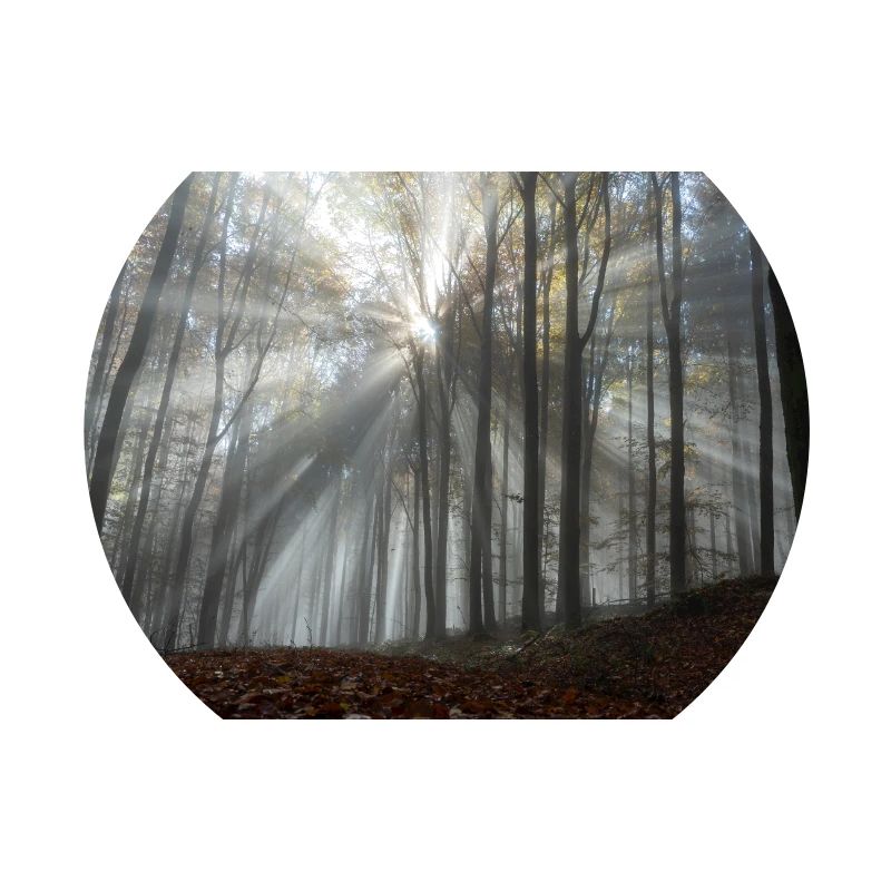 L’éclat de la forêt