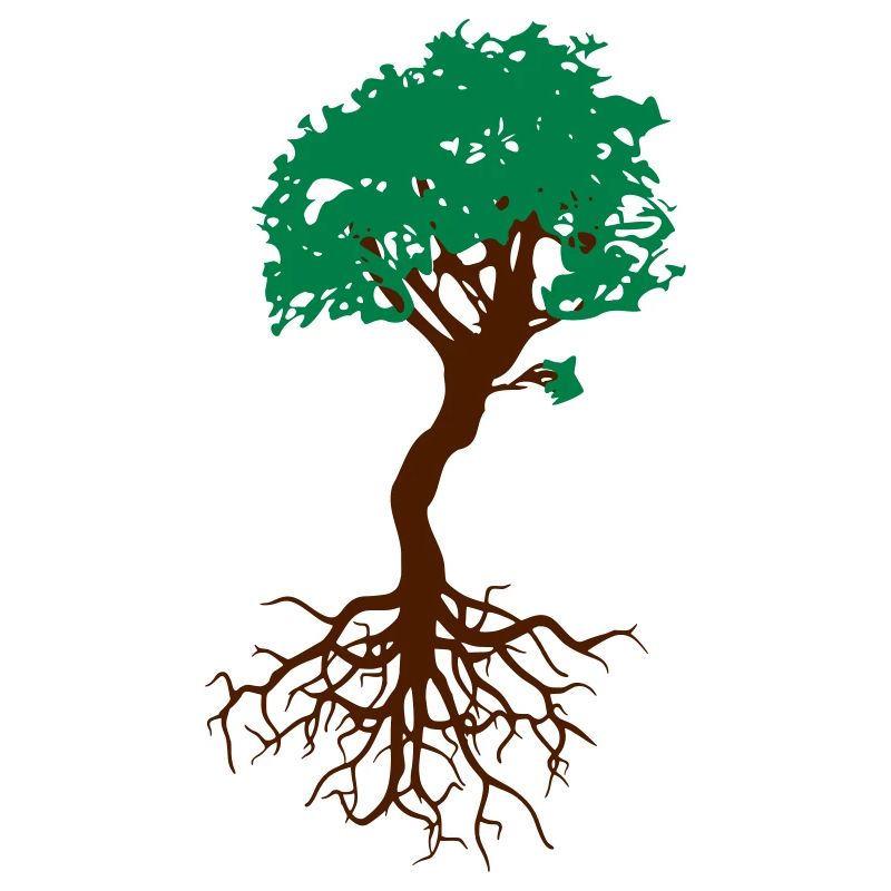 Bonsai tree with roots arborvitae live tree