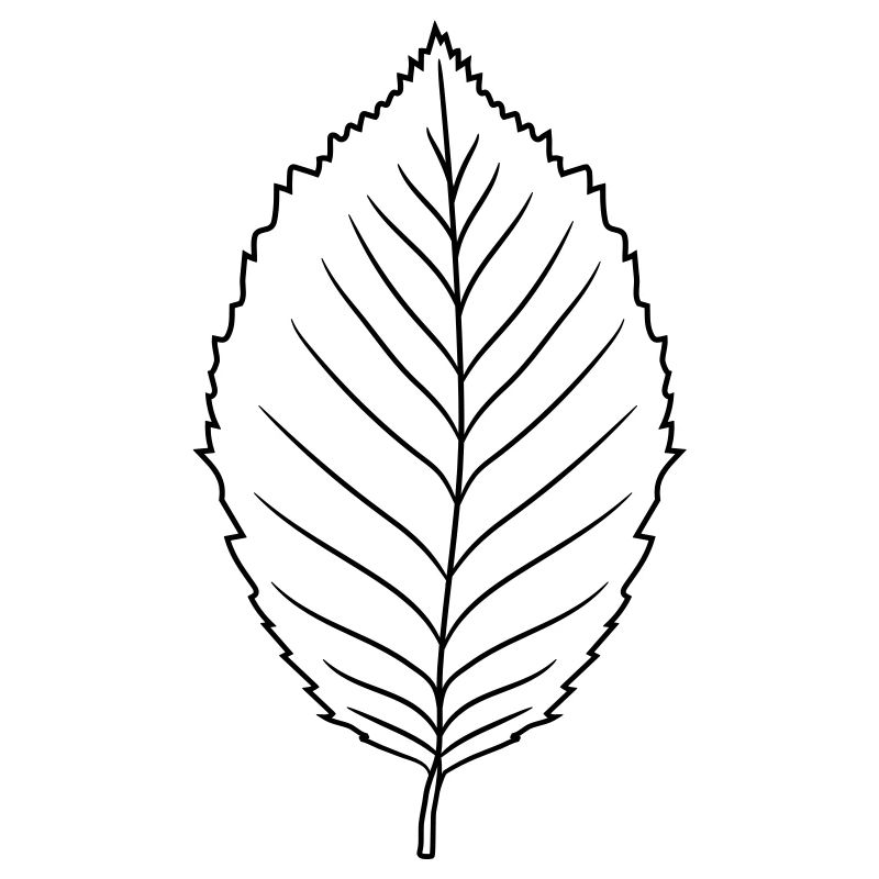 silhouette beech leaf tree plant shape clip art desig
