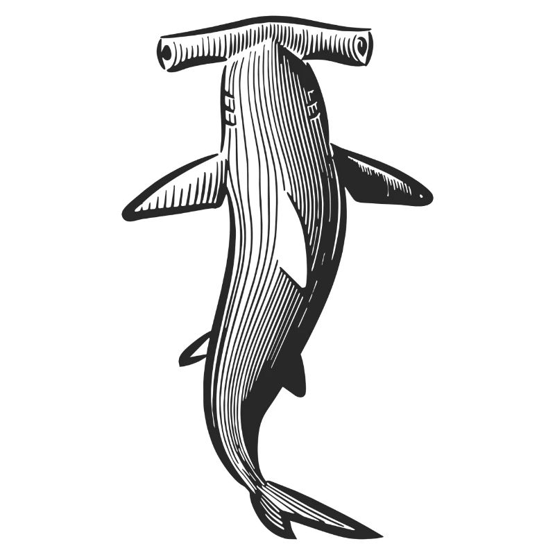 Conception de requin marteau