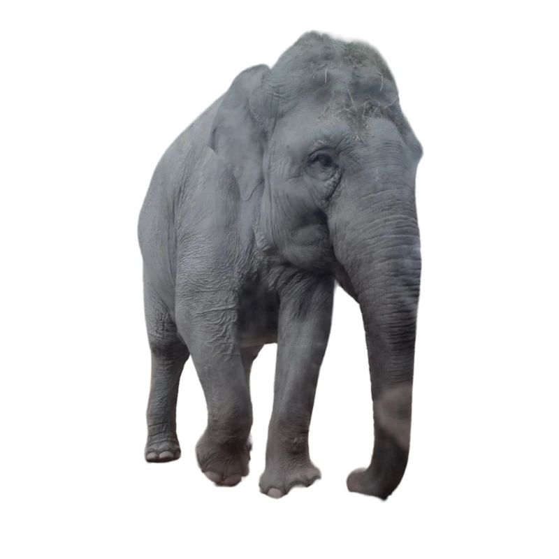 Elefant