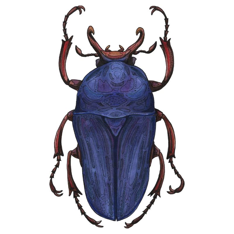 Big Beetle Stag - cerf géant
