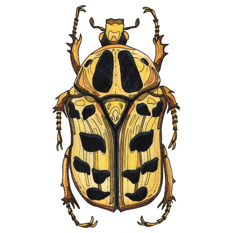 Big Beetle Stag - cerf géant