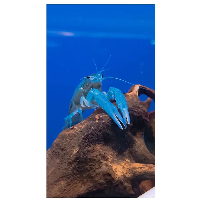 BlueCrap