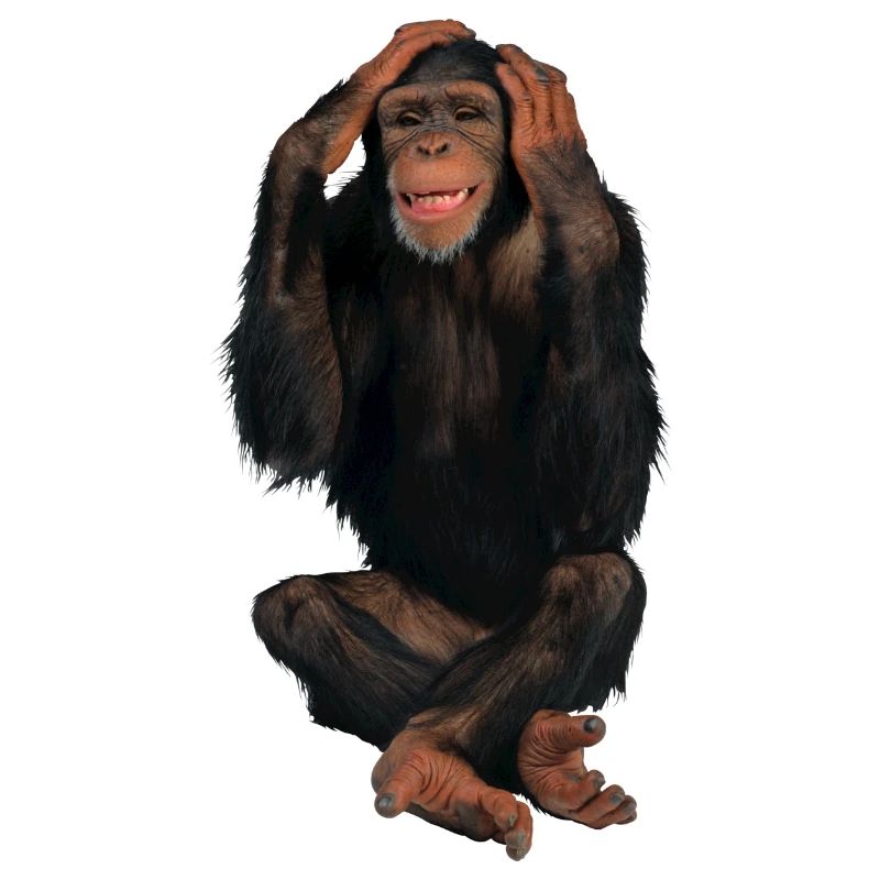 monkey